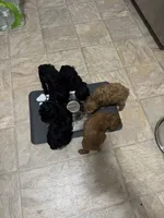 Onyx, a male Poodle - Toy  for sale in Simsbury, CT – 3 of 4