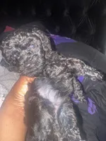 Chloe, a female Poodle - Toy  for sale in Simsbury, CT – 3 of 8