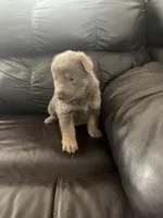 Chase, a male German Shepherd Dog for sale in Grand Junction, CO – Photo 3 of 5