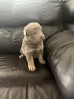 Chase, a male German Shepherd Dog for sale in Grand Junction, CO – Photo 5 of 5