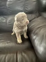 Chase, a male German Shepherd Dog for sale in Grand Junction, CO – Photo 1 of 5