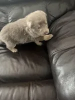 Chase, a male German Shepherd Dog for sale in Grand Junction, CO – Photo 4 of 5