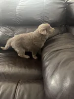 Chase, a male German Shepherd Dog for sale in Grand Junction, CO – Photo 2 of 5