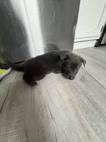 Layla- all blue girl, a female German Shepherd Dog for sale in Grand Junction, CO – Photo 4 of 4