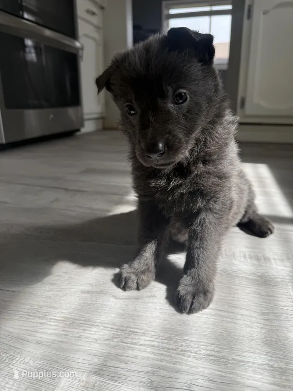 Layla- all blue girl, a female German Shepherd Dog for sale in Grand Junction, CO – Photo 1 of 4
