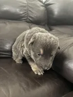 Ryker, a male German Shepherd Dog for sale in Grand Junction, CO – Photo 2 of 4