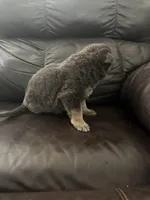 Ryker, a male German Shepherd Dog for sale in Grand Junction, CO – Photo 4 of 4