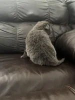 Layla, a male German Shepherd Dog for sale in Grand Junction, CO – Photo 3 of 3