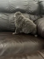 Layla, a male German Shepherd Dog for sale in Grand Junction, CO – Photo 2 of 3