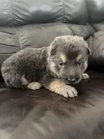 Rosco, a male German Shepherd Dog for sale in Grand Junction, CO – Photo 1 of 3