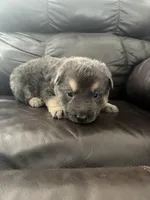 Rosco, a male German Shepherd Dog for sale in Grand Junction, CO – Photo 2 of 3