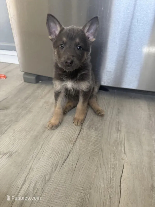 Ryker- Blue/Sable boy – German Shepherd Dog puppy for sale in Grand Junction, CO