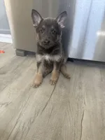 Ryker- Blue/Sable boy, a male German Shepherd Dog for sale in Grand Junction, CO – Photo 1 of 7