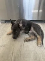 Ryker- Blue/Sable boy, a male German Shepherd Dog for sale in Grand Junction, CO – Photo 5 of 7