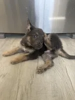 Ryker- Blue/Sable boy, a male German Shepherd Dog for sale in Grand Junction, CO – Photo 4 of 7