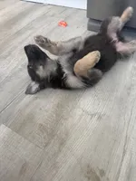 Ryker- Blue/Sable boy, a male German Shepherd Dog for sale in Grand Junction, CO – Photo 6 of 7