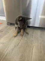 Ryker- Blue/Sable boy, a male German Shepherd Dog for sale in Grand Junction, CO – Photo 2 of 7