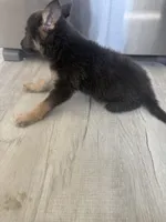 Ryker- Blue/Sable boy, a male German Shepherd Dog for sale in Grand Junction, CO – Photo 3 of 7