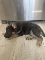 Ryker- Blue/Sable boy, a male German Shepherd Dog for sale in Grand Junction, CO – Photo 7 of 7