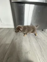 Chase-  Isabella boy, a female German Shepherd Dog for sale in Grand Junction, CO – Photo 3 of 5