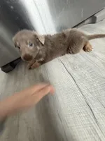 Chase-  Isabella boy, a female German Shepherd Dog for sale in Grand Junction, CO – Photo 4 of 5