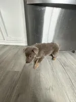 Chase-  Isabella boy, a female German Shepherd Dog for sale in Grand Junction, CO – Photo 2 of 5