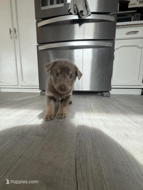 Chase-  Isabella boy