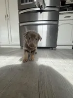 Chase-  Isabella boy, a female German Shepherd Dog for sale in Grand Junction, CO – Photo 1 of 5