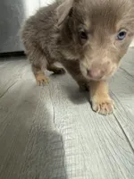 Chase-  Isabella boy, a female German Shepherd Dog for sale in Grand Junction, CO – Photo 5 of 5