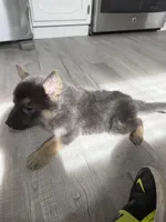 Ryker Blue/Sable boy, a female German Shepherd Dog for sale in Grand Junction, CO – Photo 3 of 3