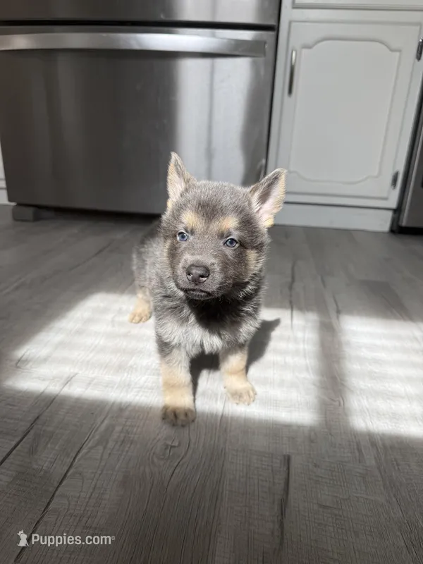 Ryker Blue/Sable boy, a female German Shepherd Dog for sale in Grand Junction, CO – Photo 1 of 3