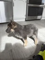 Ryker Blue/Sable boy, a female German Shepherd Dog for sale in Grand Junction, CO – Photo 2 of 3