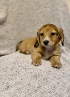 Max, Shaded Cream/Red-LH Male, a male Miniature Dachshund for sale in Ripley, MS – 6 of 6
