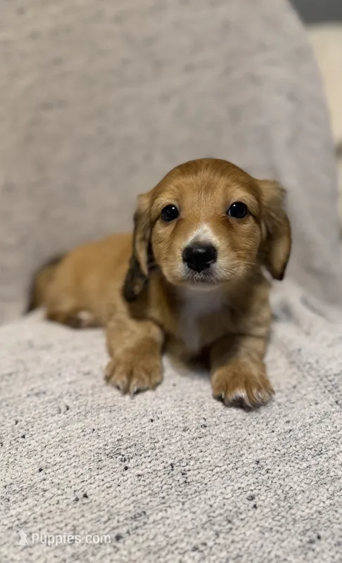 Max, Shaded Cream/Red-LH Male – Miniature Dachshund puppy for sale in Ripley, MS