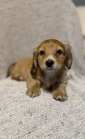 Max, Shaded Cream/Red-LH Male, a male Miniature Dachshund for sale in Ripley, MS – 1 of 6