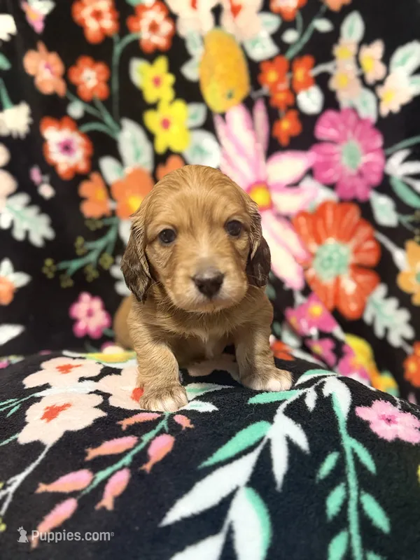 Charlie – Miniature Dachshund puppy for sale in Ripley, MS