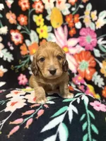 Charlie, a male Miniature Dachshund for sale in Ripley, MS – 5 of 7