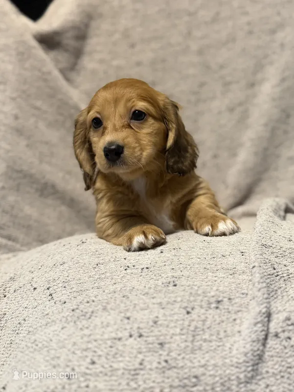 Rosie, Shaded Cream/Red-LH Female  – Miniature Dachshund puppy on hold in Ripley, MS
