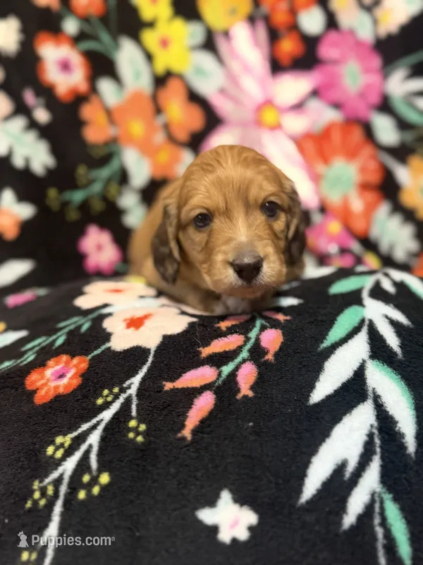 Charlie, a male Miniature Dachshund for sale in Ripley, MS – 1 of 7