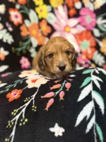 Charlie, a male Miniature Dachshund for sale in Ripley, MS – 1 of 7