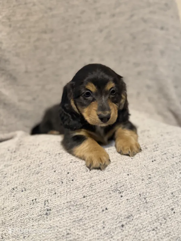 Molly,Black & Cream LH Female – Miniature Dachshund puppy on hold in Ripley, MS