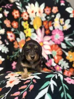 Molly, a female Miniature Dachshund for sale in Ripley, MS – 3 of 5