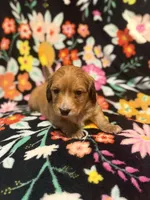 Max, a male Miniature Dachshund for sale in Ripley, MS – 3 of 5
