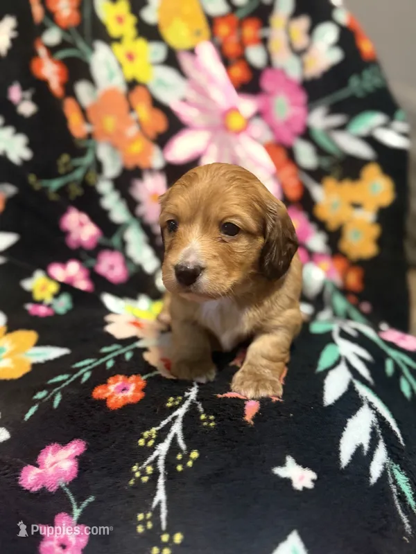 Max, Shaded Cream/Red-LH Male – Miniature Dachshund puppy for sale in Ripley, MS