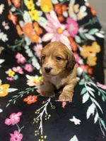 Max, a male Miniature Dachshund for sale in Ripley, MS – 5 of 5