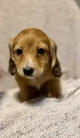 Max, Shaded Cream/Red-LH Male, a male Miniature Dachshund for sale in Ripley, MS – 3 of 6