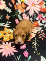 Max, a male Miniature Dachshund for sale in Ripley, MS – 2 of 5