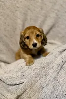 Max, Shaded Cream/Red-LH Male, a male Miniature Dachshund for sale in Ripley, MS – 2 of 6