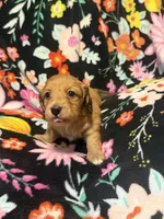 Rosie, a female Miniature Dachshund for sale in Ripley, MS – 5 of 6