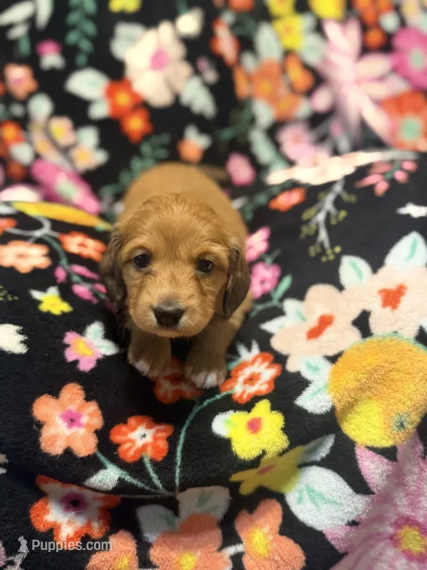 Rosie – Miniature Dachshund puppy for sale in Ripley, MS